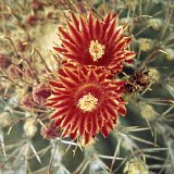 Ferocactus emoryi covillei, Az, USA -035.jpg